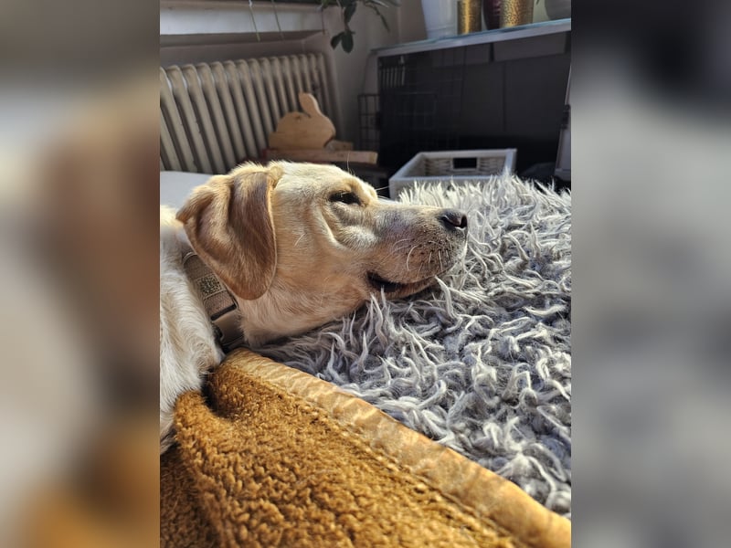 Nacho auf Pflegestelle in in 88273 Fronreute sucht sein Zuhause