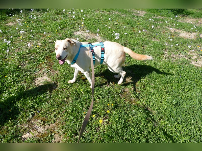 ruhiger Orio wünscht sich sein Zuhause für immer