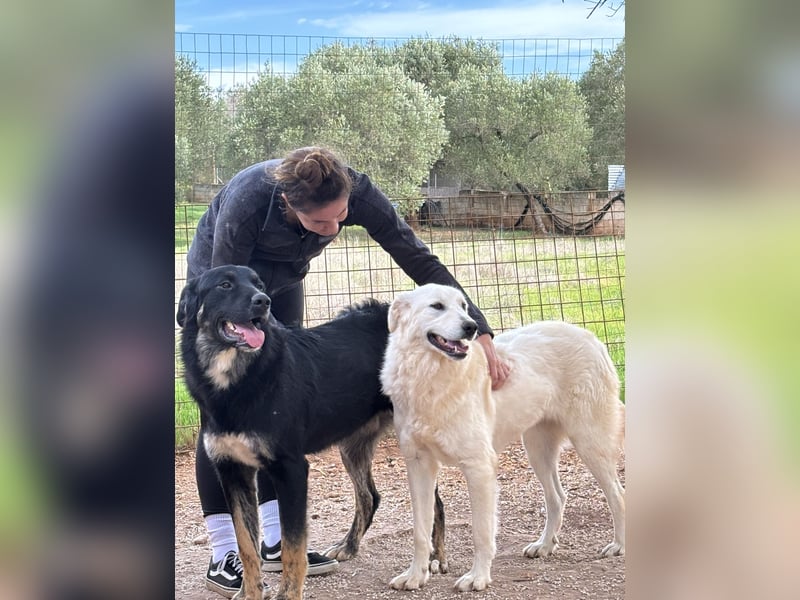 liebe Minka sucht noch ihr Zuhause