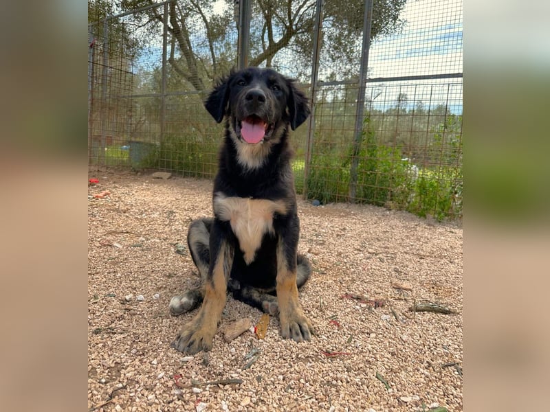 süßer Macho sucht sein kuscheliges Zuhause