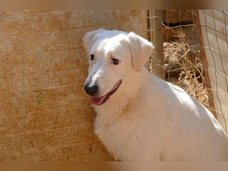 Loki wünscht sich sein Zuhause für immer