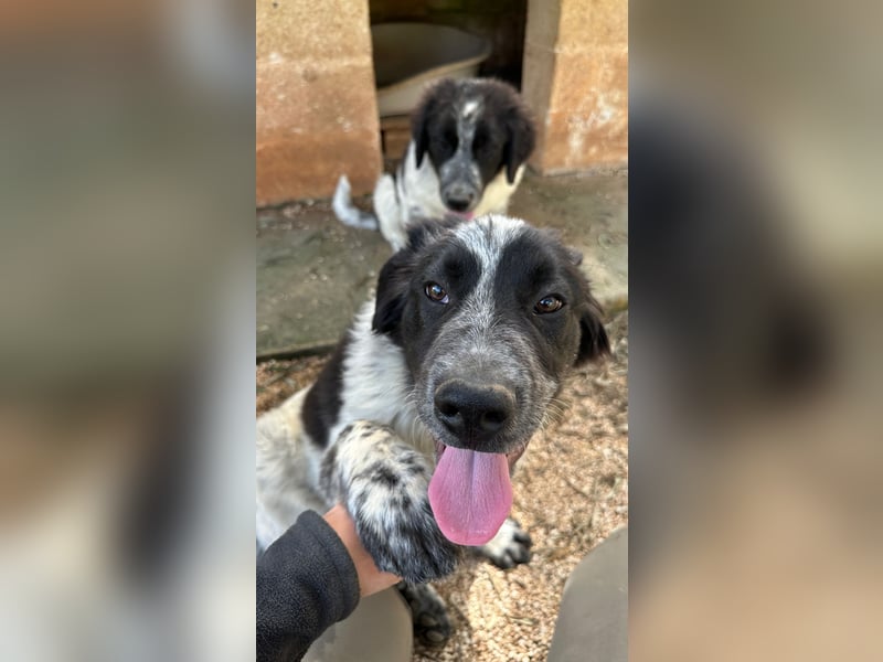 liebenswürdiger Magic sucht sein Zuhause