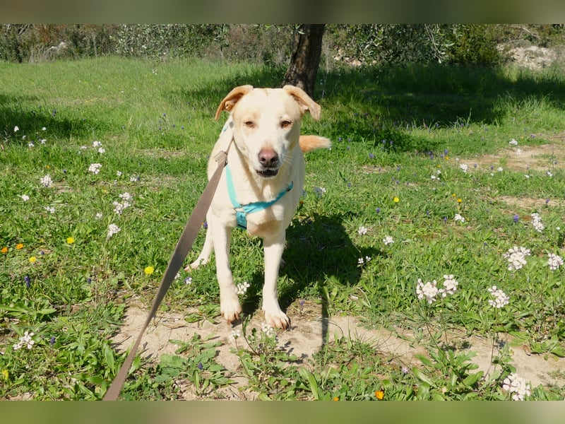 ruhiger Orio wünscht sich sein Zuhause für immer