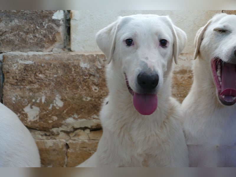 Loki wünscht sich sein Zuhause für immer