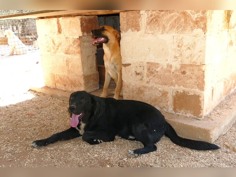 lieber Misha wünscht sich sein Zuhause