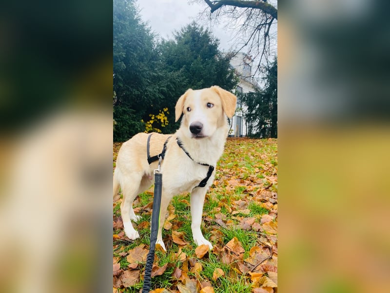 Luke auf Pflegestelle in München such sein kuscheliges Zuhause