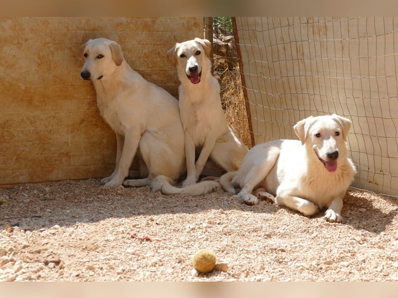 Loki wünscht sich sein Zuhause für immer