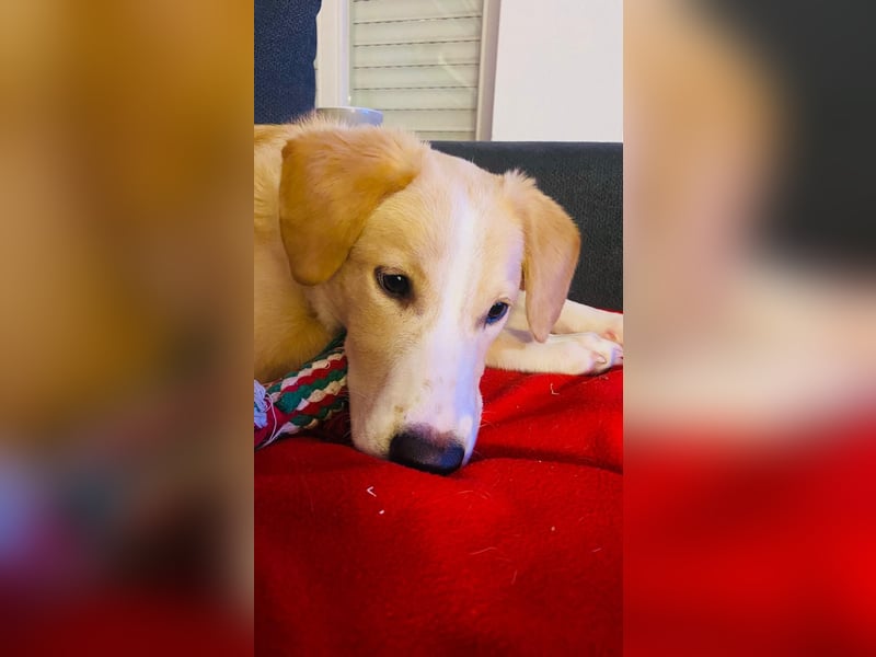 Luke auf Pflegestelle in München such sein kuscheliges Zuhause