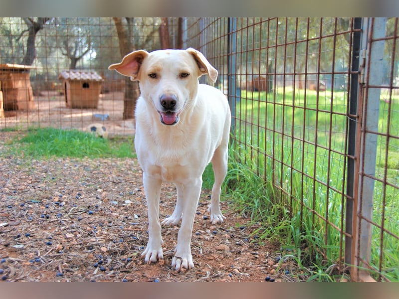 ruhiger Orio wünscht sich sein Zuhause für immer
