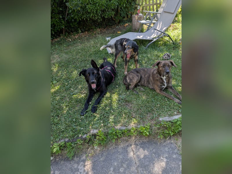 süße Zoe auf Pflegestelle in 72124 Pliezhausen sucht ihr Zuhause für immer