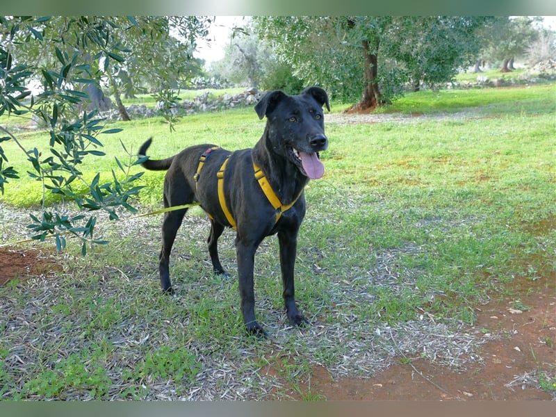 Susy sucht ein Zuhause