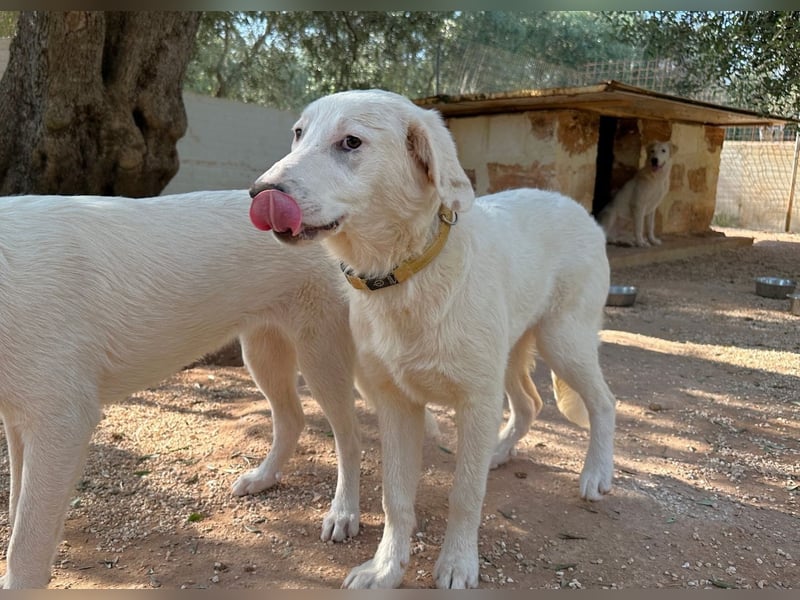 liebe Lilly wünscht sich ihr Zuhause für immer