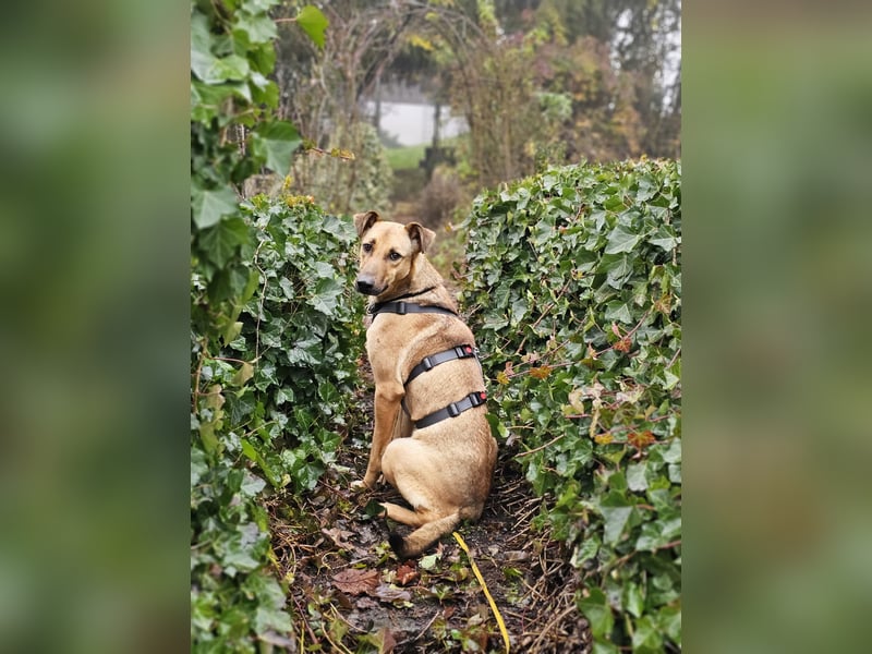 Brad auf Pflegestelle in 88273 Fronreute sucht sein Zuhause