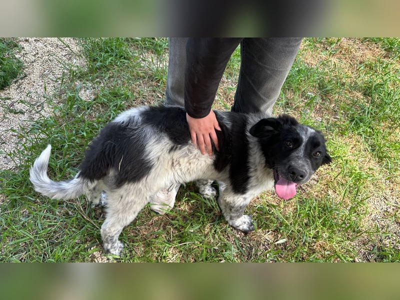 liebenswürdiger Magic sucht sein Zuhause