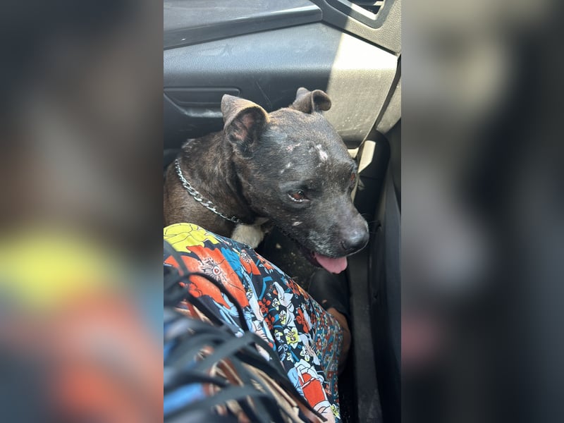 liebe Malu sucht ein liebevolles Zuhause in der Schweiz