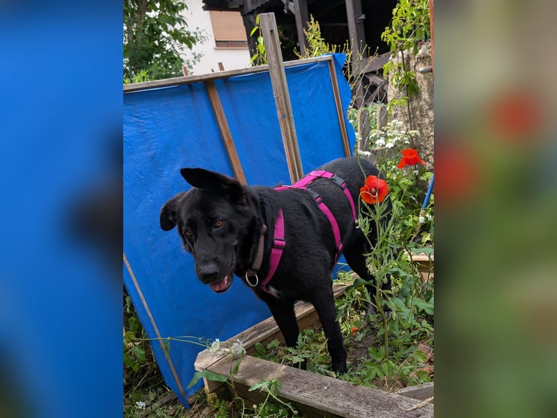 süße Zoe auf Pflegestelle in 72124 Pliezhausen sucht ihr Zuhause für immer
