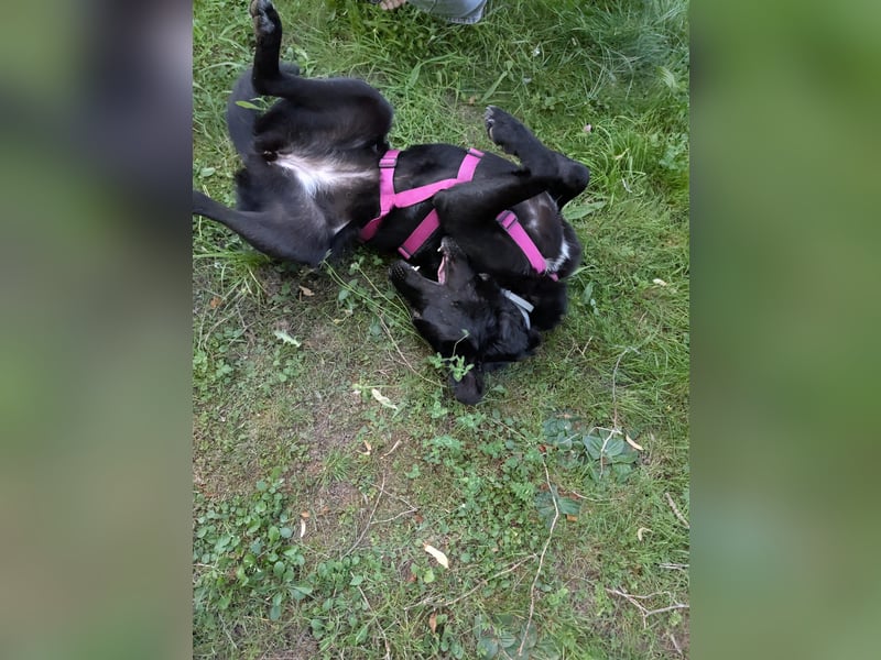 süße Zoe auf Pflegestelle in 72124 Pliezhausen sucht ihr Zuhause für immer