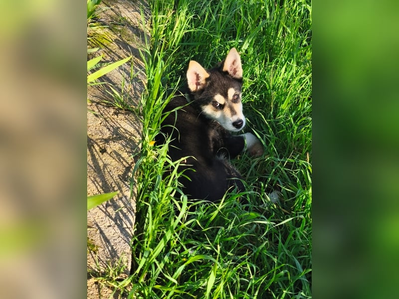 süßer Rocky sucht sein Zuhause für immer
