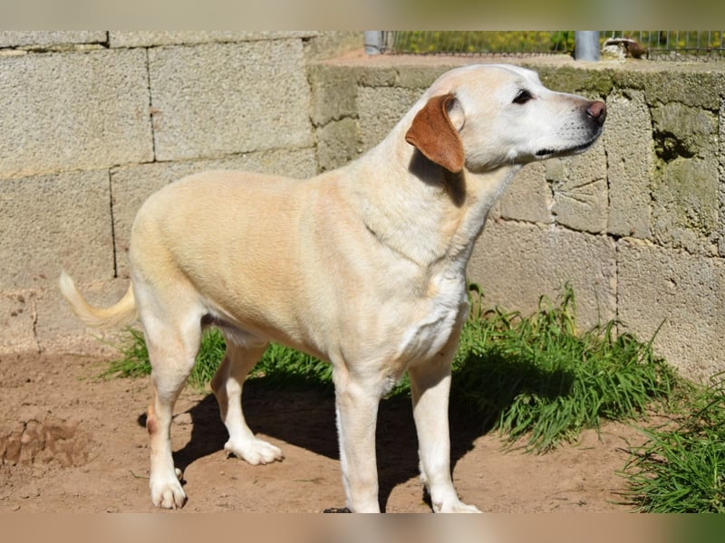 liebster Mike sucht sein kuscheliges Zuhause für immer