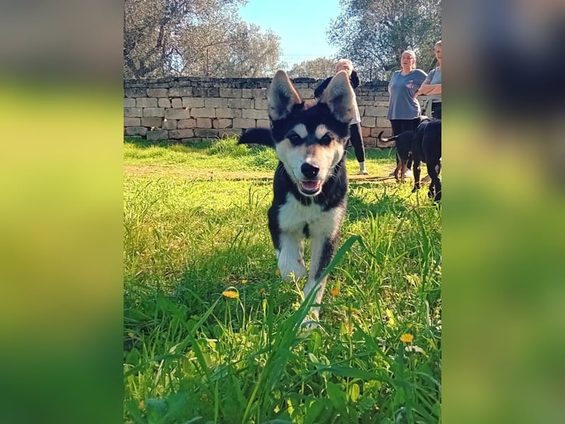 süßer Rocky sucht sein Zuhause für immer