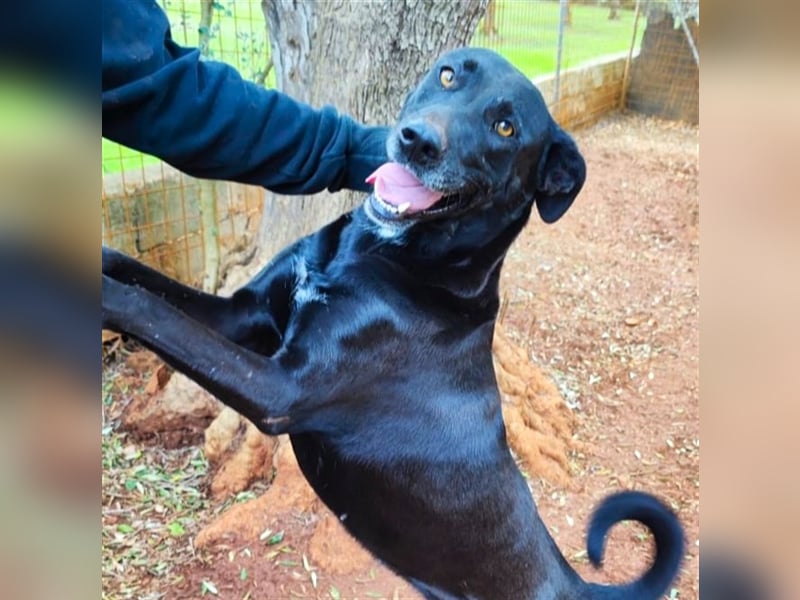 Susy sucht ein Zuhause