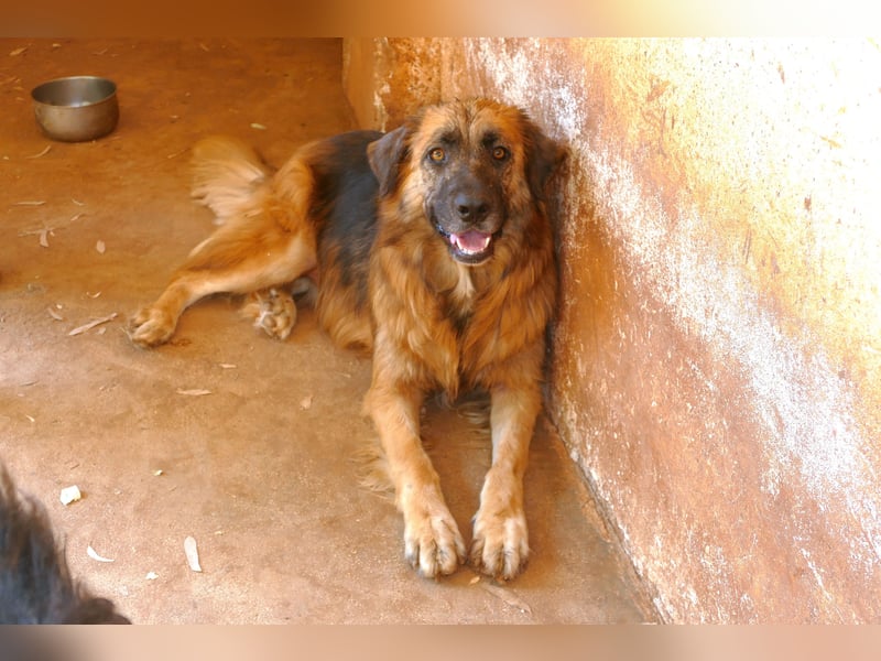 Frodo wünscht sich sein Zuhause für immer