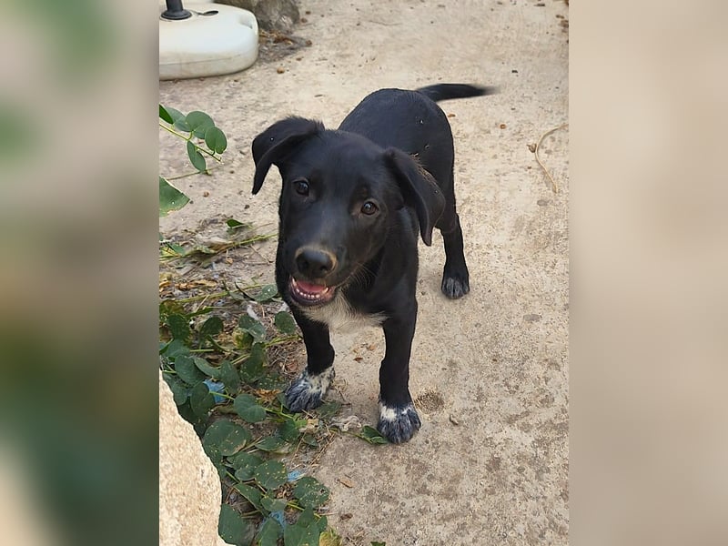 süßer Benno wünscht sich Zuhause süßer Benno wünscht sich Zuhause
