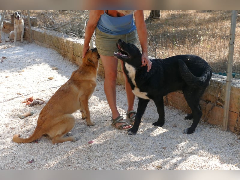 lieber Misha wünscht sich sein Zuhause