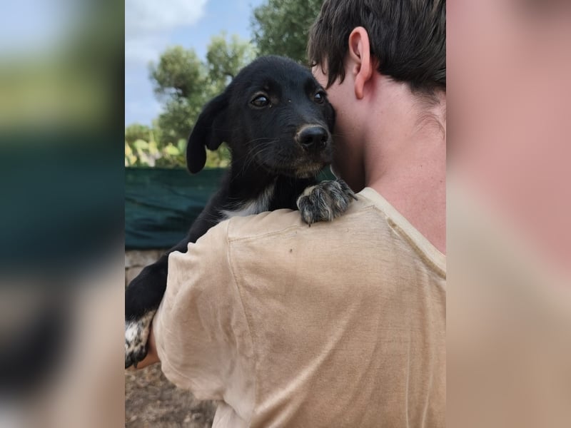 süßer Benno wünscht sich Zuhause süßer Benno wünscht sich Zuhause