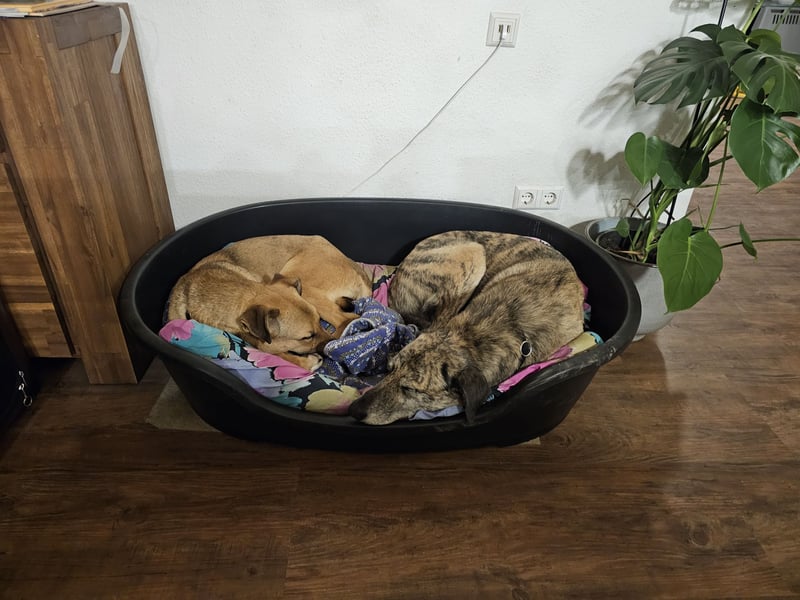 Brad auf Pflegestelle in 88273 Fronreute sucht sein Zuhause