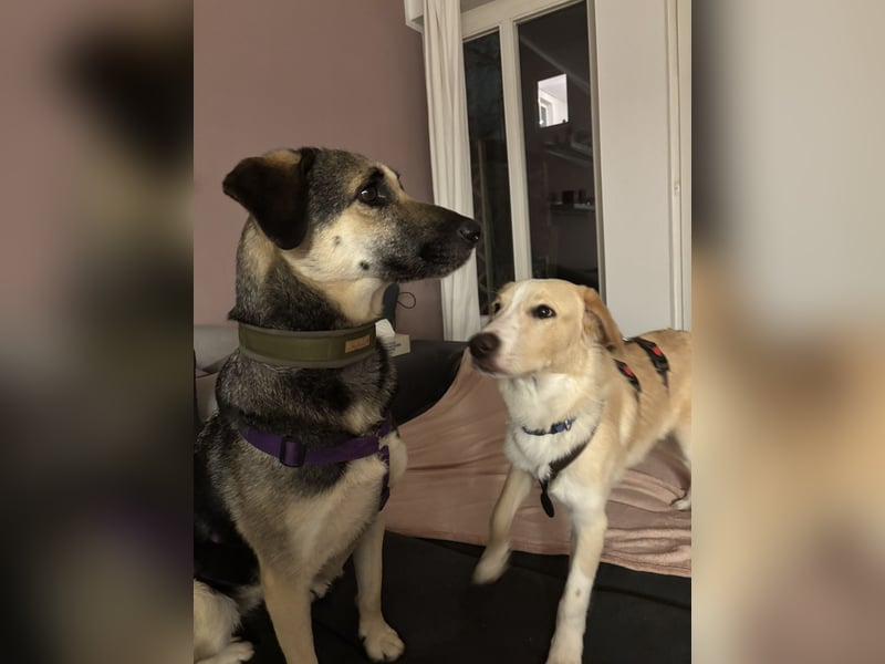 Luke auf Pflegestelle in München such sein kuscheliges Zuhause