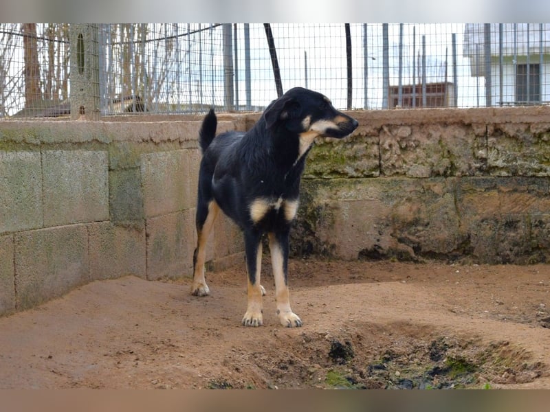liebste Luisa sucht ihr Zuhause