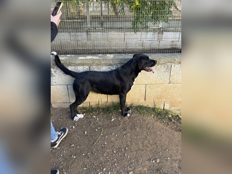süße Yuma sucht nach ihrem Zuhause für immer