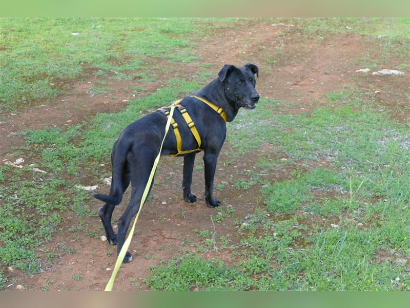 Susy sucht ein Zuhause