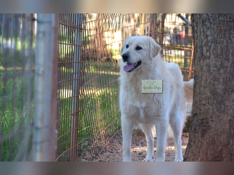 liebe Minka sucht noch ihr Zuhause