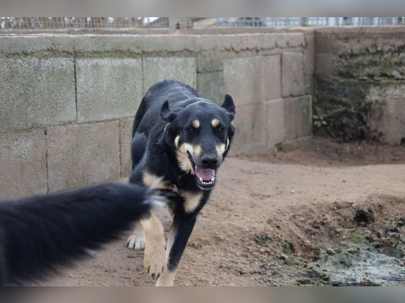 liebste Luisa sucht ihr Zuhause