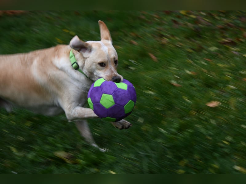 Nacho auf Pflegestelle in in 88273 Fronreute sucht sein Zuhause