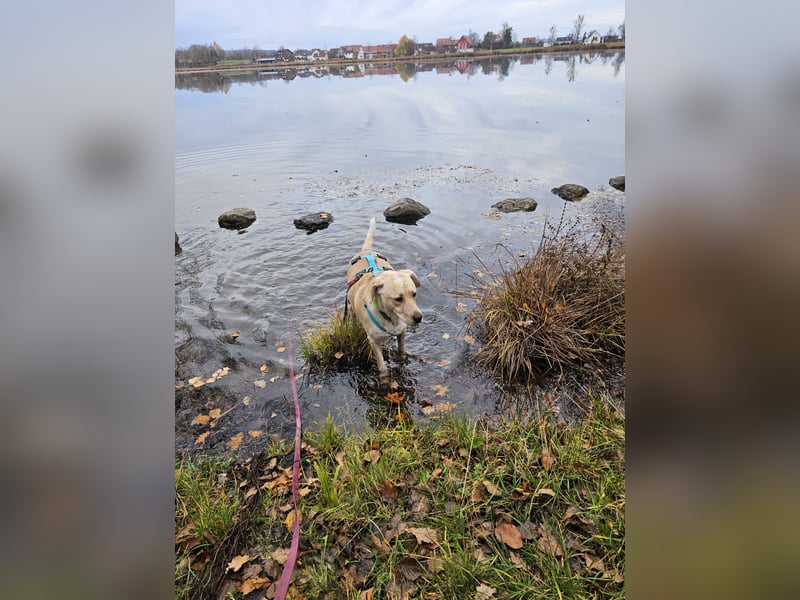 Nacho auf Pflegestelle in in 88273 Fronreute sucht sein Zuhause