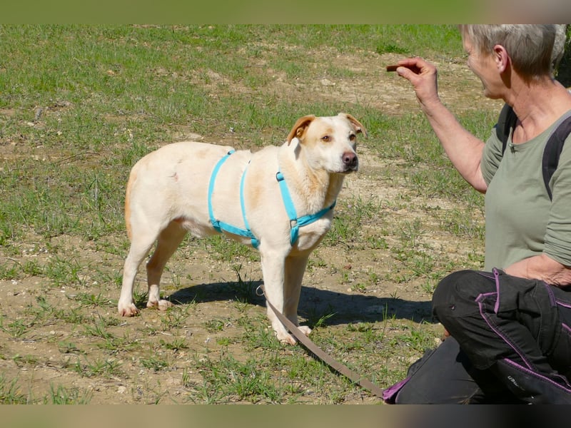 ruhiger Orio wünscht sich sein Zuhause für immer