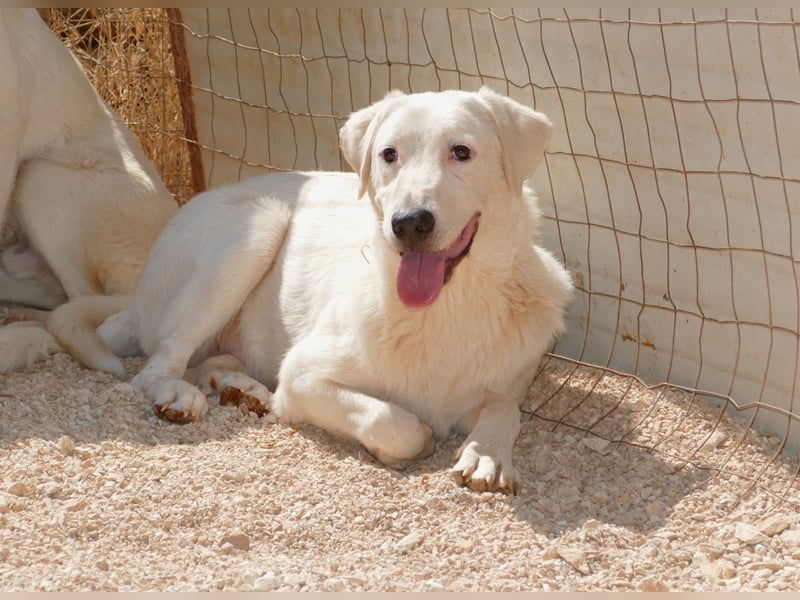 Loki wünscht sich sein Zuhause für immer