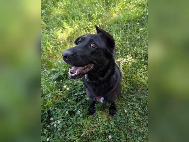 süße Zoe auf Pflegestelle in 72124 Pliezhausen sucht ihr Zuhause für immer