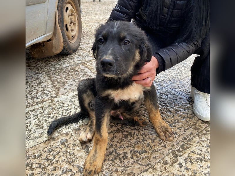 süßer Macho sucht sein kuscheliges Zuhause