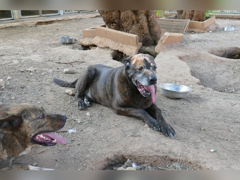Papy auf Pflegestelle in 88250 Weingarten sucht endlich sein Zuhause