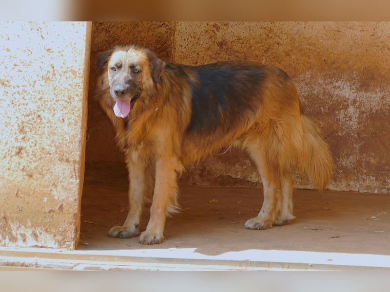 Frodo wünscht sich sein Zuhause für immer
