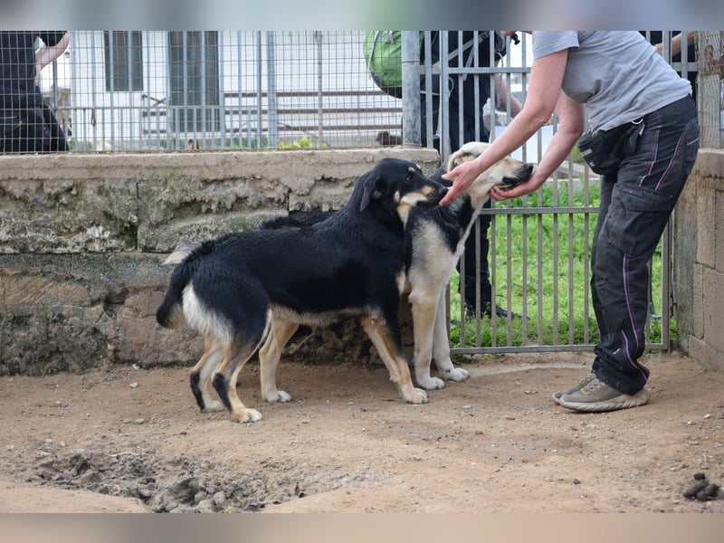 liebste Luisa sucht ihr Zuhause