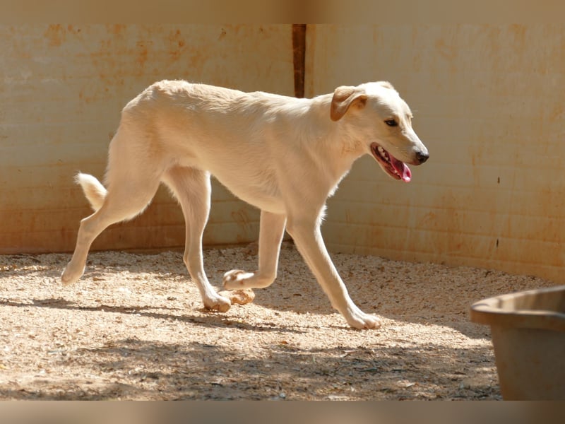 lieber Luke sucht nach seinem Zuhause