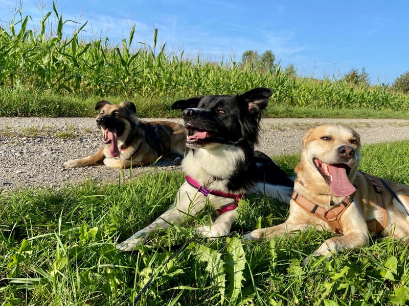 DRINGEND:  Willow in 86899 Landsberg sucht sein Zuhause