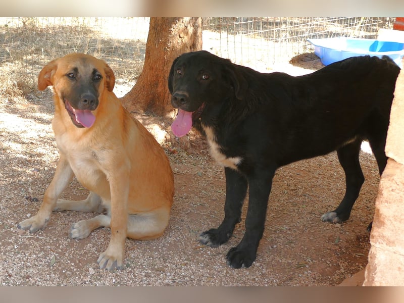 lieber Misha wünscht sich sein Zuhause