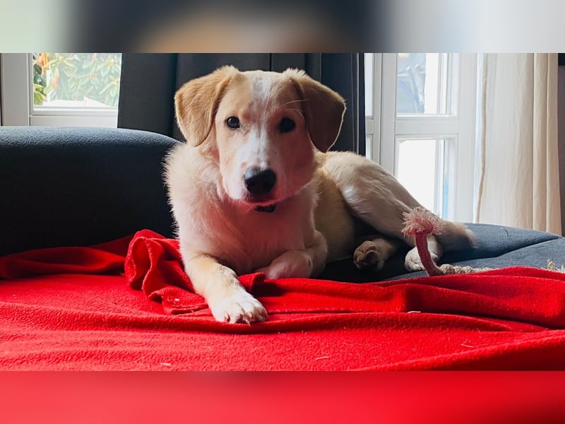 Luke auf Pflegestelle in München such sein kuscheliges Zuhause