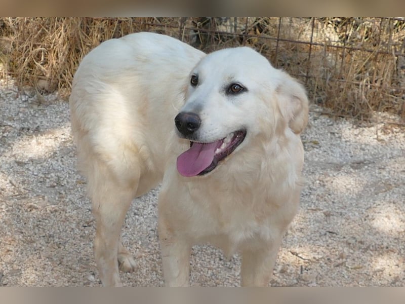 liebe Minka sucht noch ihr Zuhause